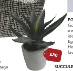  ??  ?? This potted aloe capitata plant is available for £ 28 from Abigail Ahern via Amara