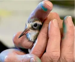  ?? PHOTO: STEPHANIE GALLA ?? Shore plovers are prone to poxvirus, which causes lesions to their eyes and mouth.