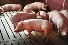  ?? SCOTT OLSON/GETTY IMAGES ?? Canada has snagged the demand in Mexico, but the trade turmoil dragged its pork exports to the U.S. and China.