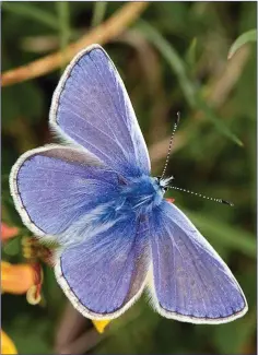  ??  ?? While Common Blue Butterflie­s are flying at present their numbers are reduced.