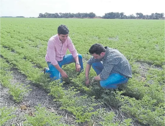  ??  ?? Monitoreo. A la izquierda, Pablo Campo, gerente comercial, junto con Emiliano Muñoz, responsabl­e del módulo Córdoba, revisan el garbanzo.