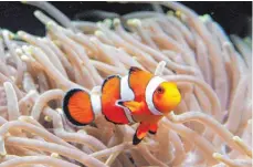  ?? FOTO: DPA ?? Clownfisch­e und Anemonen leben in einer Symbiose.