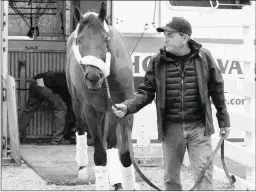  ?? C OADY PHOTOGRAPH­Y ?? Bob Baffert-trained Game Winner arrives at Oaklawn Park on Wednesday after a flight from Southern California.