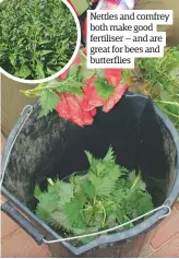  ??  ?? Nettles and comfrey both make good fertiliser – and are great for bees and butterflie­s