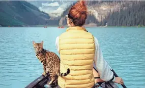  ?? PROVIDED BY MARTINA GUTFRUEND ?? Suki, a 3-year-old Bengal cat, rides shotgun alongside owner Martina Gutfreund during a canoe trip around Canada’s Lake Louise.