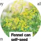  ?? ?? Fennel can self-seed