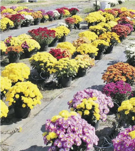  ??  ?? Fall mums are low-maintenanc­e, late-blooming flowers that can add some colour to a garden during the autumn. A single potted, well-grown fall mum demands little more than a place to stay and an occasional drink of water.