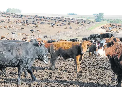  ??  ?? Barro. Ayudado por el agua, el fósforo del estiércol se infiltra hacia las napas más rápido de lo que se pensaba