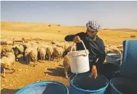  ?? DAN BALILTY/NEW YORK TIMES ?? A Bedouin shepherd tends to sheep in the West Bank’s Jordan Valley earlier this month. Prime Minister Benjamin Netanyahu is weighing whether to annex part of the West Bank.