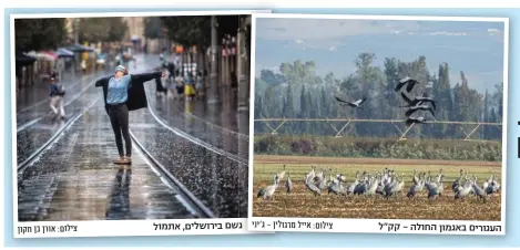  ?? צילום: אייל מרגולין - ג'יני צילום: אורן בן חקון ?? העגורים באגמון החולה - קק"ל
גשם בירושלים, אתמול