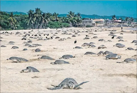  ?? Enrique Castro AFP/Getty Images ?? OLIVE RIDLEY sea turtles make nests to lay their eggs at Ixtapilla Beach, Mexico, in July. Last year, a record 4.6 million olive ridleys nested on Mexico’s Pacific coast.