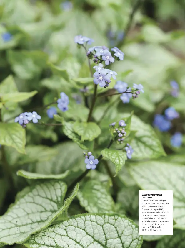 Forget Me Not Flowers Pressreader
