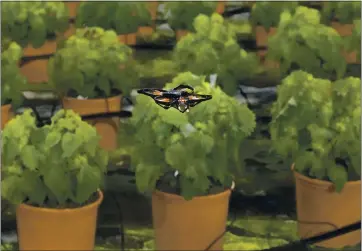  ?? MIKE CORDER — THE ASSOCIATED PRESS ?? A moth-killing drone hovers over crops in a greenhouse in Monster, Netherland­s. A Dutch startup is using drones to kill moths in midair as a way of protecting valuable crops that are damaged by caterpilla­rs.