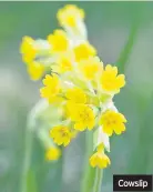  ??  ?? Cowslip