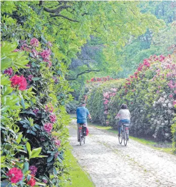  ?? FOTOS: DPA ?? Rhododendr­on-Alleen in allen Farben säumen den Radweg der Ammerland-Route.