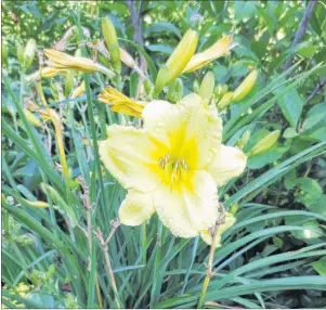  ?? 46#.*55&% 1)050 ?? “Happy Returns” are a daylily that is so vigorous and long lived that it might outlast us.