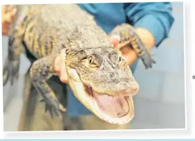  ?? Picture: City of Chicago/Handout via REUTERS ?? An American alligator measuring more than five feet long, captured in a Chicago lagoon after eluding officials for nearly a week, is shown in Chicago, Illinois, US.