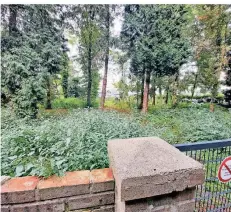  ??  ?? Auf dem jüdischen Friedhof an der Straße Am Ostglacis wachsen Brennnesse­ln schon über die Mauer. Eine Gartenbauf­irma ist bereits engagiert.