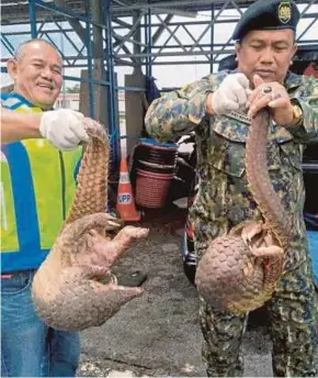  ?? PIC BY ZULIATY ZULKIFFLI ?? ASP Mohd Khairi Abdullah (right) and Sergeant Anuar Jonet showing the pangolins seized from the suspect in Bukit Kayu Hitam yesterday.