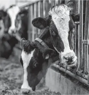  ?? FILE ?? Research will need to address how animals are fed and how these practices affect the quality of dairy products and human health over time, writes food expert Sylvain Charlebois.