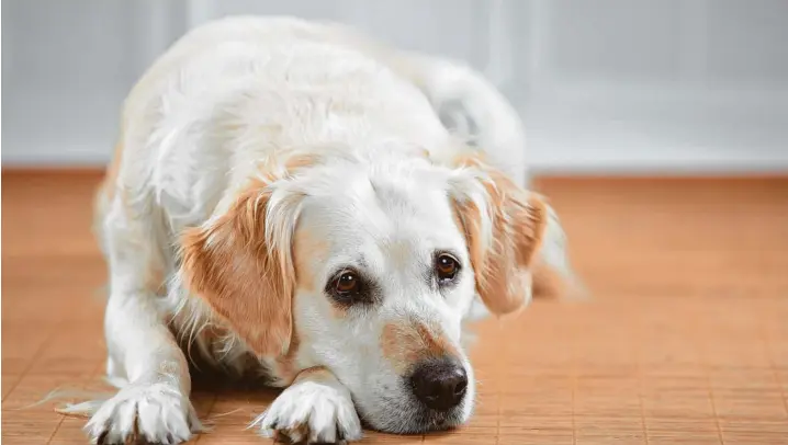  ?? Fotos: Westend 61, imago/dpa ?? Der Hund, sagt man ja, ist der beste Freund des Menschen. Aber wie ähnlich ist er uns eigentlich?