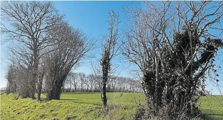  ?? | PHOTO : OUEST-FRANCE ?? Une haie dégradée à côté de Flers, dans l’Orne.