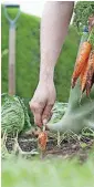  ??  ?? Learn how to plant, grow, harvest and prepare your own food at a CommonWeal­th Urban Farms workshop.