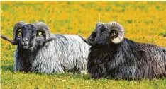  ?? Foto: Gerhard Hopf ?? Diese zwei Schafböcke lassen es sich auf einer saftigen Wiese in Biberbach bei Wertingen gut gehen.