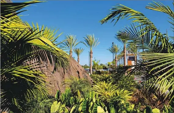  ?? Photograph­s by Jesse Goddard For The Times ?? PALM FRONDS, which help evoke Hawaiian Gardens’ name, obscure the view of the Gardens Casino, the city’s biggest employer.