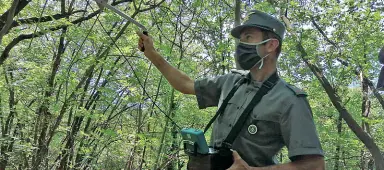  ??  ?? Ricerche ancora attive Un forestale in azione nei boschi della Marzola per cercare di localizzar­e Papillon