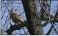  ?? SETH WENIG — AP ?? A Eurasian eagle-owl named Flaco sits in a tree in Central Park in New York on Monday.