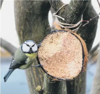  ??  ?? PECK AWAY: Extra food sources can be the difference between life and death in winter.