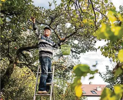  ?? Fotos: Shuttersto­ck ?? Besonders mit gestörtem Gleichgewi­chtssinn sollte man auf die Nutzung frei stehender Leitern verzichten. Alternativ­en sind etwa spezielle Obstbaumle­itern.