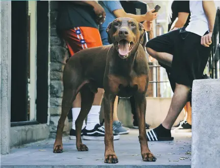  ?? PAUL LABONTÉ ?? Kimo the Doberman hangs out with owner Johnny Hyszko and friends on the front porch.