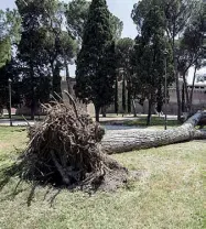  ??  ?? Crollo Il pino caduto ieri mattina a Castel Sant’Angelo. L’albero non era fra quelli monitorati (LaPresse)