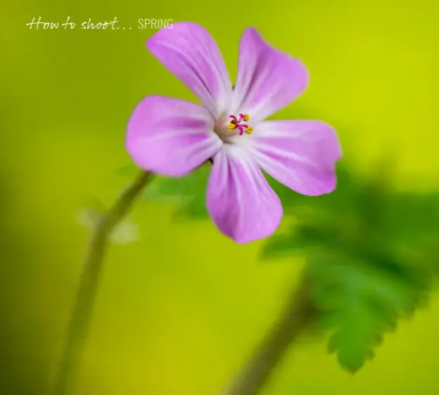  ??  ?? Above: A shallow depth of field can be a powerful creative tool when photograph­ing close-ups of wildflower­s, like herb Robert.