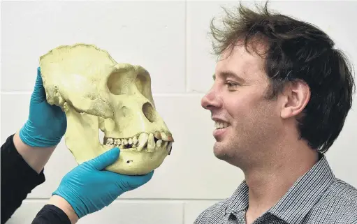  ?? PHOTO: GREGOR RICHARDSON ?? New insights . . . Internatio­nal researcher Dr Ian Towle examines a gorilla skull at the Otago Museum yesterday.