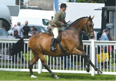  ??  ?? ‘The best I’ve had’: Alwyne Fradley secures the hunter sash aboard his middleweig­ht winner Drayton Boy