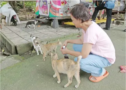  ?? PHOTOGRAPH BY JOEY SANCHEZ MENDOZA FOR THE DAILY TRIBUNE @tribunephl_joey ?? A WOMAN feeds pet cats that live in front of her store on Jose P. Laurel Street in San Miguel, Manila on Wednesday.