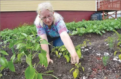  ?? SHARON MONTGOMERY-DUPE/CAPE BRETON POST ?? Kimmy McPherson, a volunteer at the Glace Bay Food Bank, checks peppers in the garden which is located in the food bank's backyard. The garden, started by McPherson at the end of May, currently includes about 50 different vegetables and herbs.