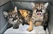  ?? Oakland Zoo ?? TWIN mountain lion orphans and a third cub, Capt. Cal, will find new homes at the Columbus Zoo in Ohio.