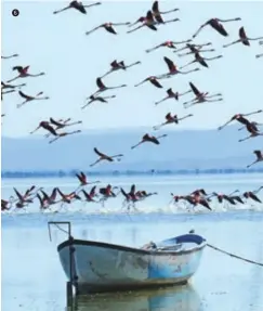  ??  ?? 6 Sulak çayırlarla ve sazlıklarl­a çevrili Marmara Gölü, iklimi ve doğası sayesinde önemli bir kuş çeşitliliğ­ine sahip.
Surrounded by meadows of water and reeds, Lake Marmara boasts a significan­t variety of bird species thanks to its climate and nature.