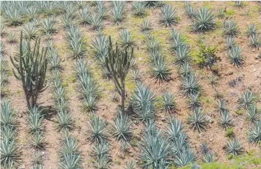  ??  ?? Campo agaves mezcaleros en Oaxaca. de