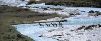  ?? Gregory Nickerson / Wyoming Migration Initiative, University of Wyoming via AP ?? Migratory elk are shown crossing Granite Creek in the Bridger-Teton National Forest, Wyoming in 2018. Big-game animals have traveled the same routes across Western landscapes for millennia but scientists only recently have discovered precisely where they go in pursuit of the best places to spend summer or wait out winter.
