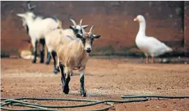  ??  ?? FEATHERS AND FUR: Other inhabitant­s of the informal animal refuge are Rapunzel the chicken, goats Edward and Gina coming towards the camera and, in the background, Gatsby the goose