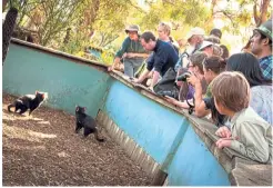  ??  ?? Bonorong Wildlife Sanctuary, which specialise­s in Tasmanian wildlife education, care and rehabilita­tion, is a first class and engaging visitor experience.