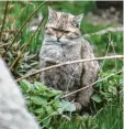  ?? Foto: Matthias Bein, dpa ?? Wildkatzen leben im Wald.