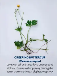  ??  ?? CREEPING BUTTERCUP ( Ranunculus repens)
Loves wet soil and spreads via undergroun­d stolons. Prevention (improving drainage) is better than cure (repeat glyphosate sprays).