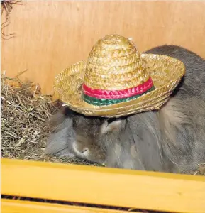  ??  ?? Mexcian wave Arthur enjoys wearing his stylish sombrero