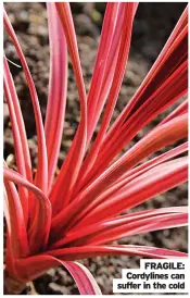  ?? ?? FRAGILE: Cordylines can suffer in the cold